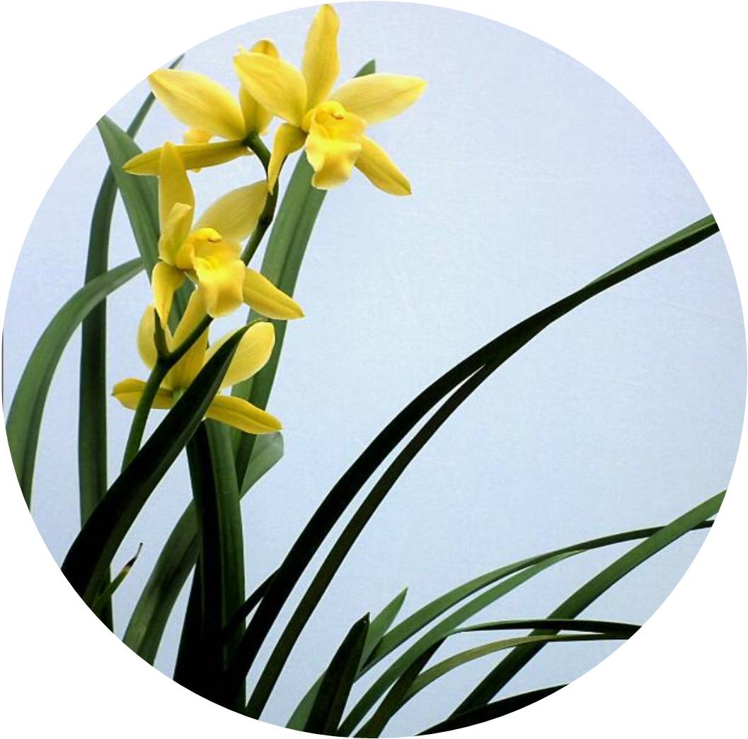 菊竹梅兰图欣赏,花中四君子的兰花图片