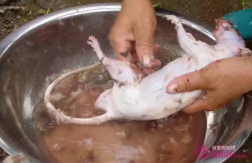 老鼠的天敌那么多为什么难以灭绝,老鼠是人类的天敌吗