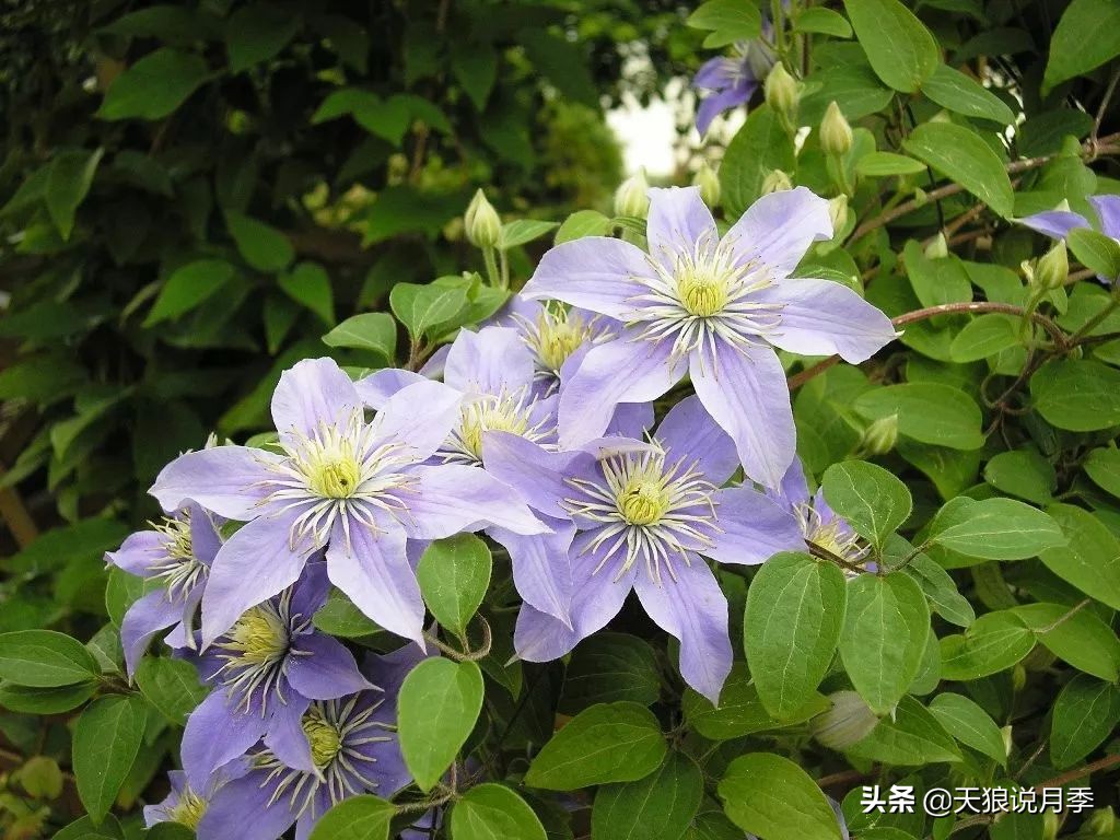 铁线莲折扣,铁线莲哪款值得入手