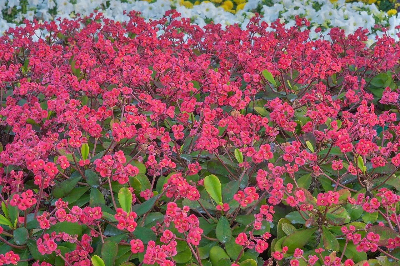 虎刺梅为什么首次开花是白色的,虎刺梅很高就是不开花怎么办