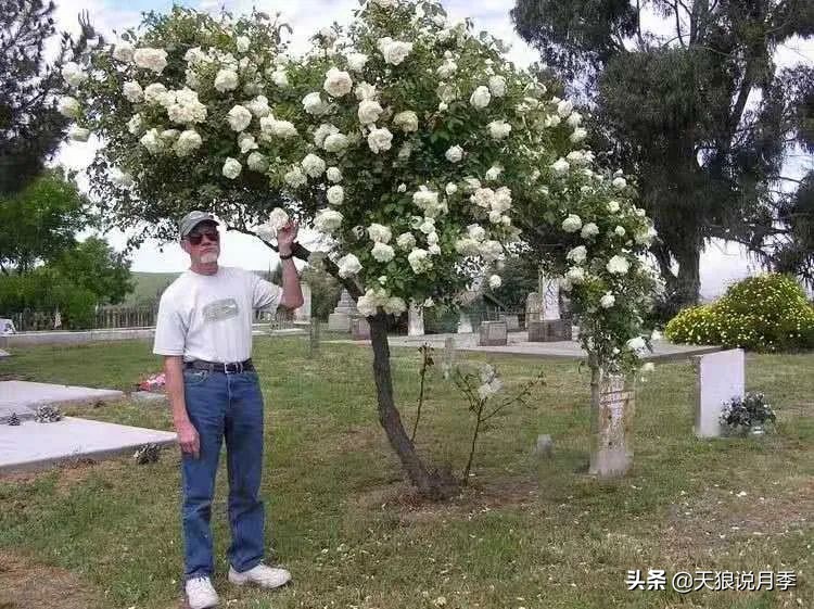 怦然心动月季,怦然心动月季秋季什么样