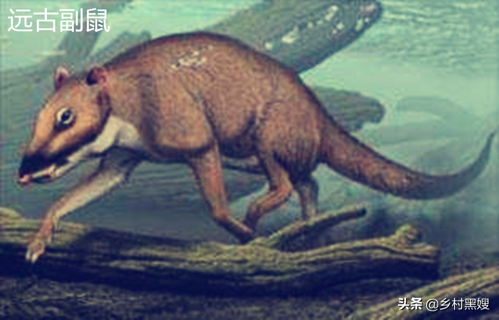 鼠类回忆录:一直被厌恶,从没被消灭!一口气搞懂鼠类的前世今生