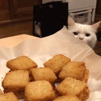 养猫应该如何起名,猫的名字越贱越好养活