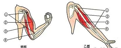 济南版八年级上册生物知识点归纳,八年级上册生物期末必考的知识点