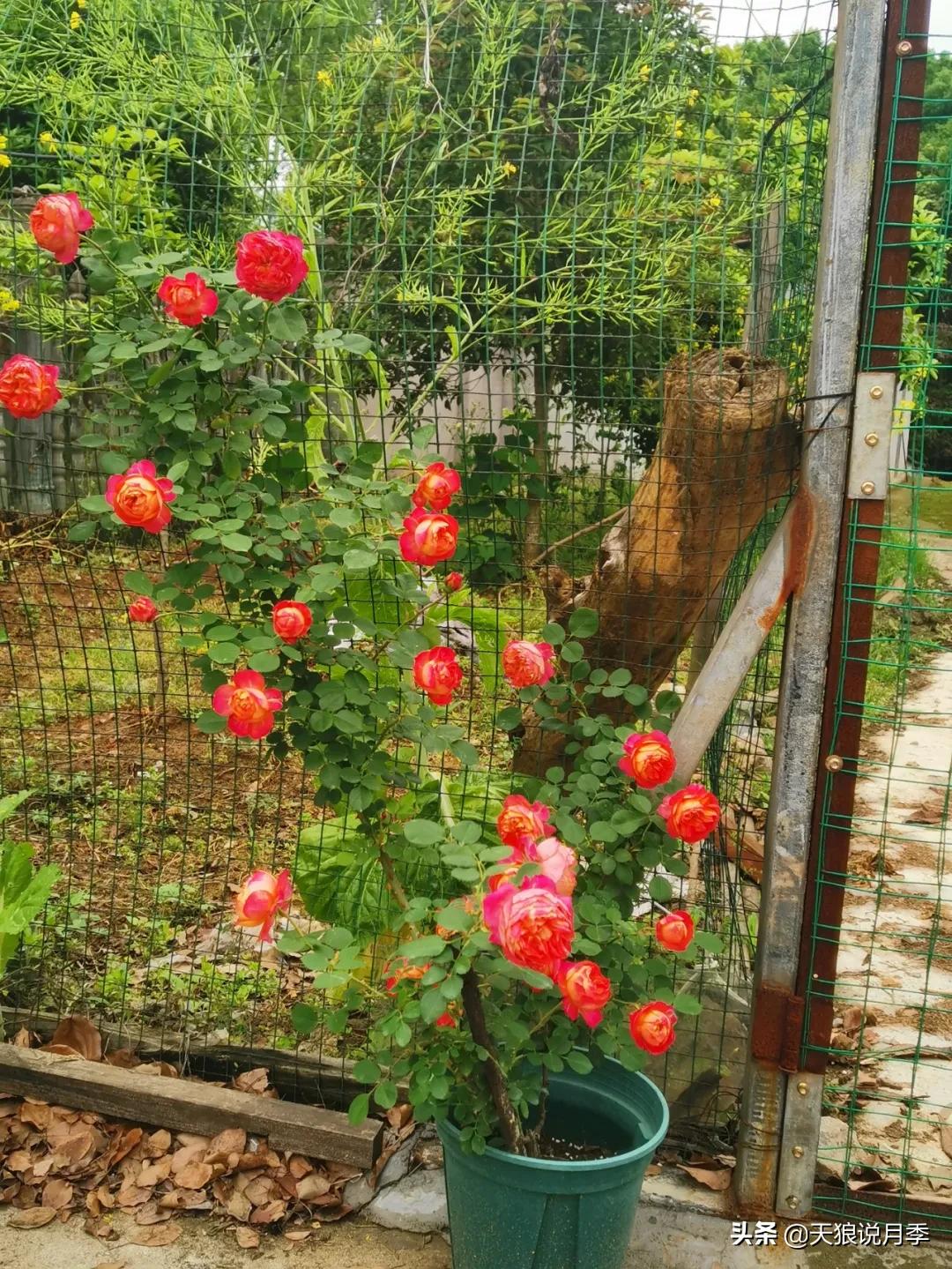 月季花是时候展现真正的技术了 (开春的第一波月季花就这么过去了)