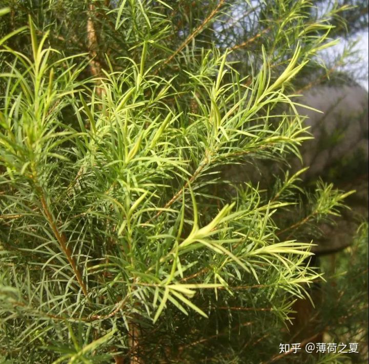 澳洲茶树的优点和缺点,澳洲茶树枝叶