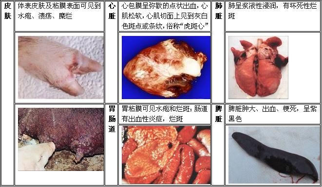 口蹄疫的危害,口蹄疫会有哪些副作用