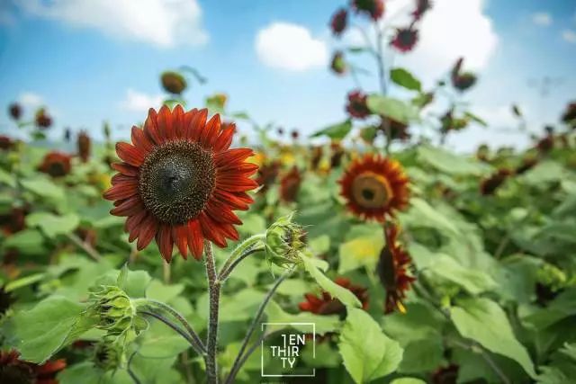 武汉11月打卡景点和网红地,武汉50个值得打卡的地方