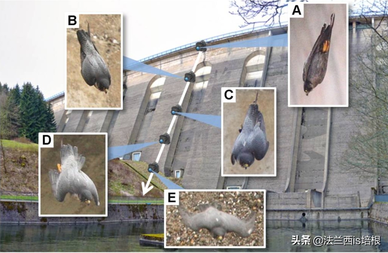 游隼为什么能飞那么快?绝招破解气流分离难题,加速无极限