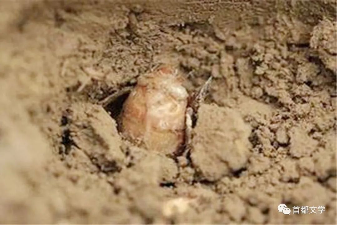 散文捉蝉作者王礼民