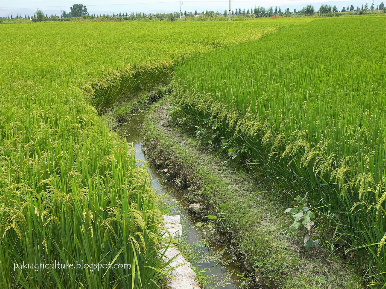 巴基斯坦科研能力,巴基斯坦最牛技术