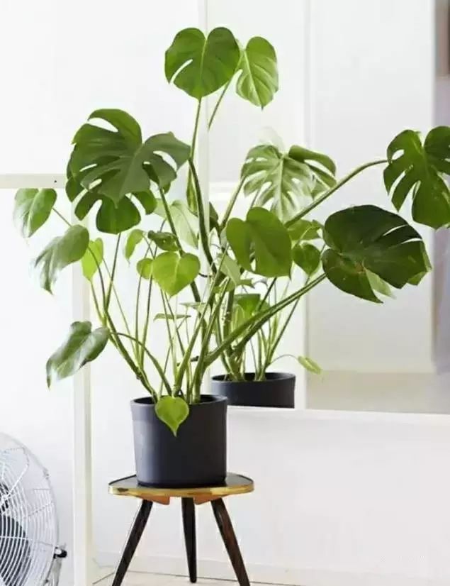 适合放卧室的高大植物,放在卧室的植物养眼