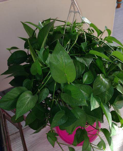 绿萝的叶子不是很绿是什么原因,绿萝的叶子喷什么让它更绿更亮