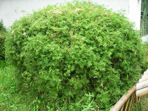 凤尾竹怎么养才会爆盆,盆栽凤尾竹怎么养