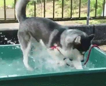 纯种狗怎么来的,怎样培育纯种狗