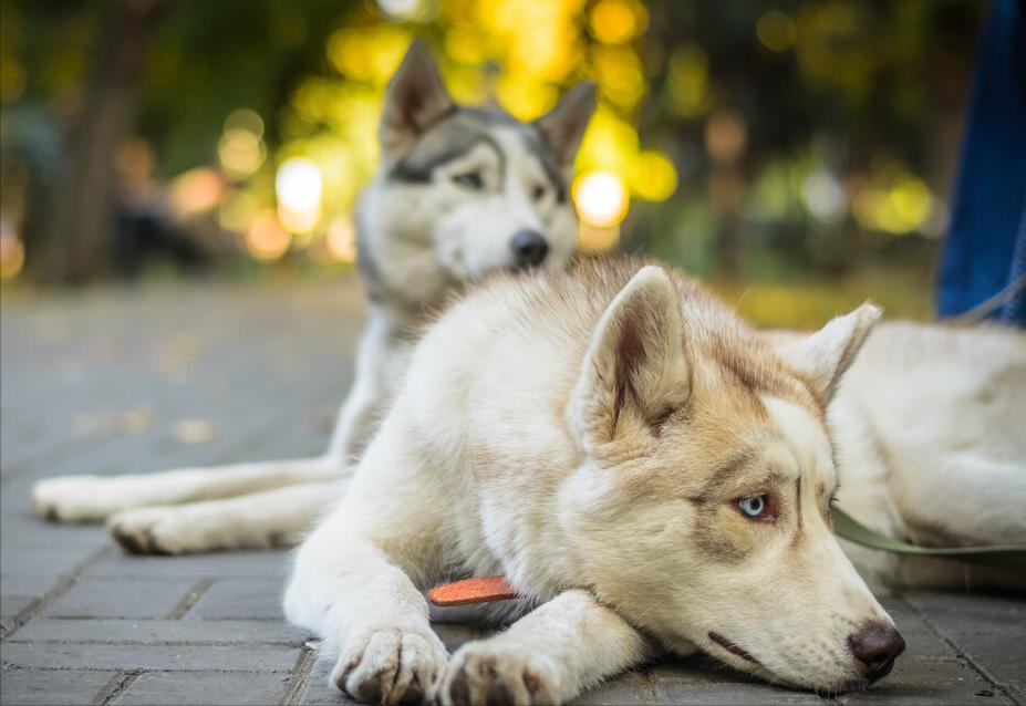 哈士奇拉稀是什么症状,哈士奇呕吐怎么处理