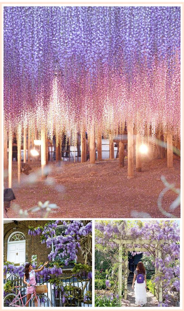 魔都四月赏花,魔都春季赏花好地方