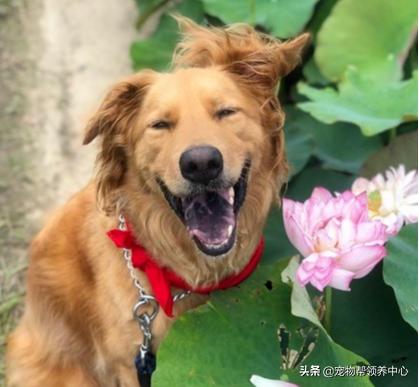 下雨天在家运动，大金毛竟这样偷懒！铲屎官笑喷