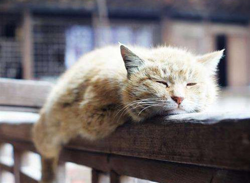 猫咪贫血药物治疗多久恢复,猫咪贫血的原因是什么有什么症状