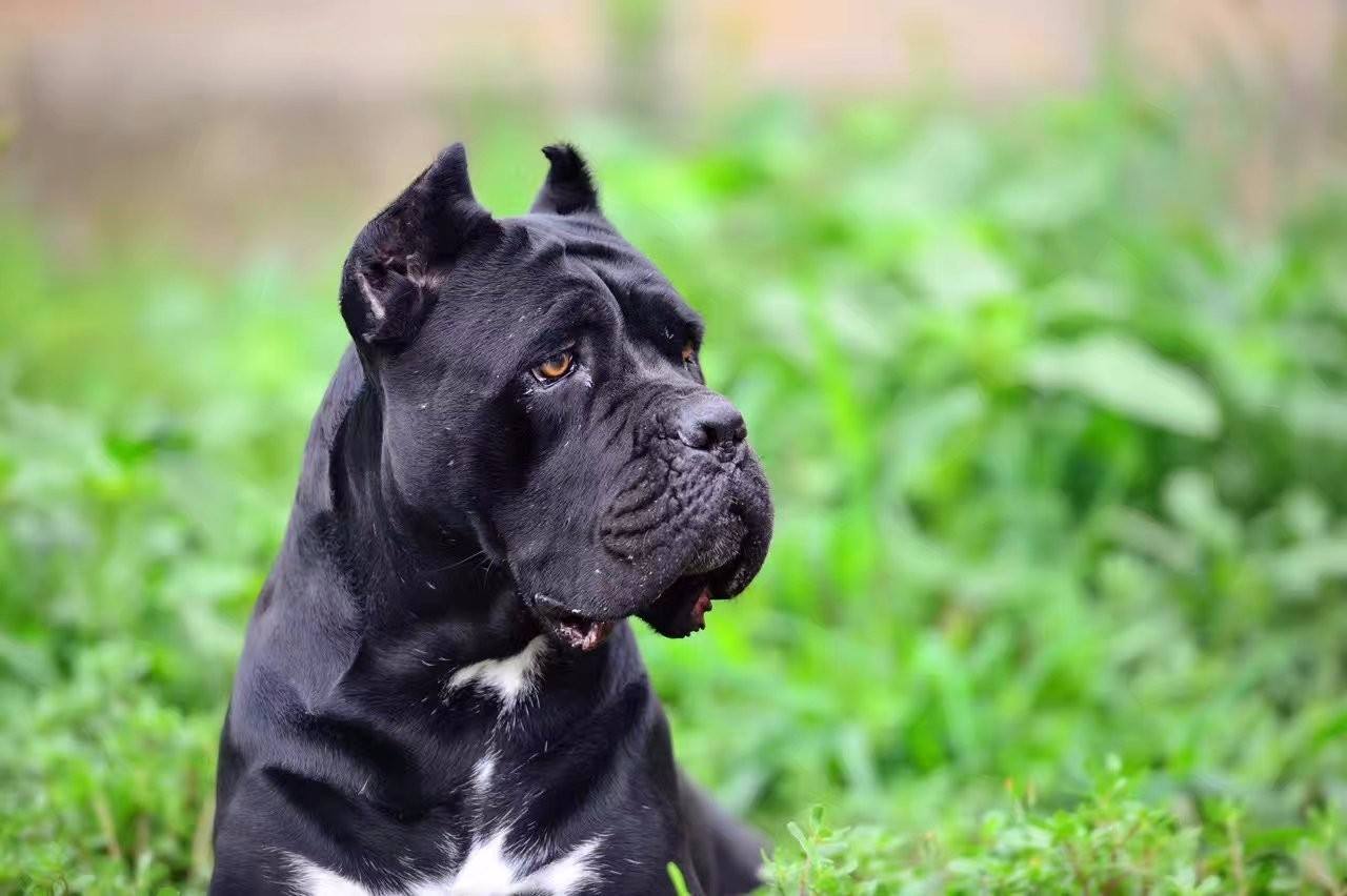 最适合护卫的猛犬狗,既能护卫又能当宠物的猛犬