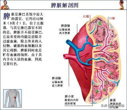 中医认为月经提前来是什么原因,中医说月经提前是什么原因
