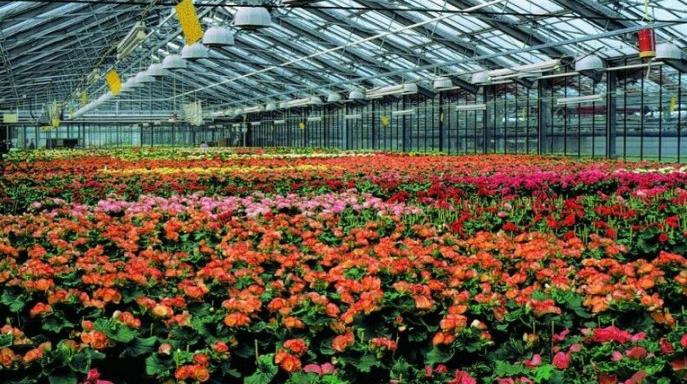 丽格海棠的种子,丽格海棠花种子什么样的