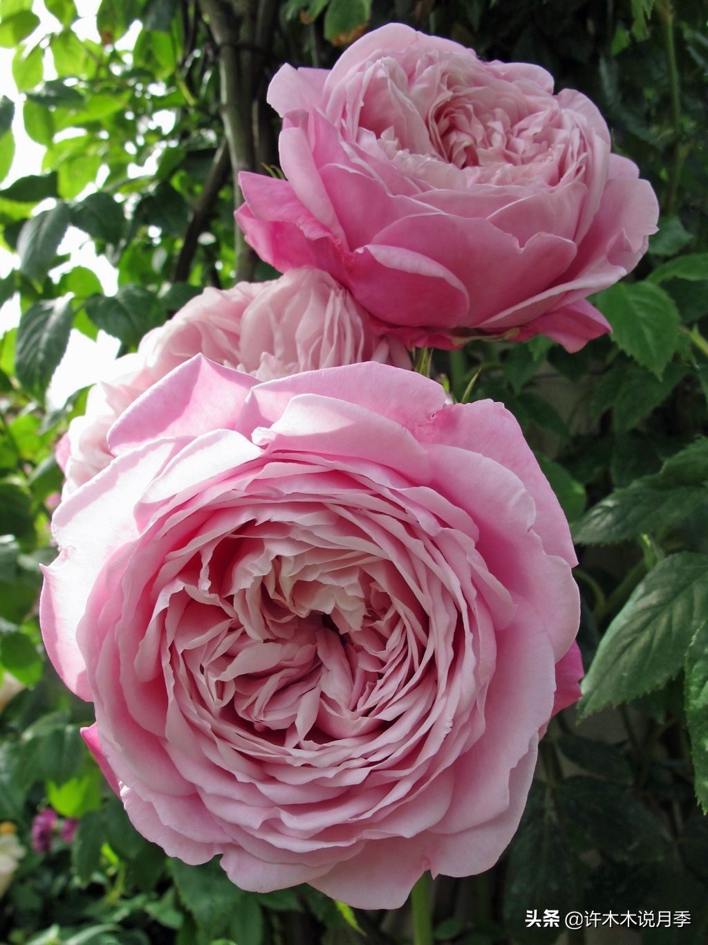 奥斯汀花型月季推荐,奥斯汀月季2020新品种