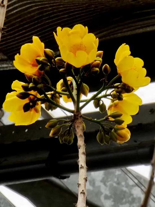 弯子木~花朵鲜黄色,簇生,酷似山茶科的金花茶,非常漂亮。