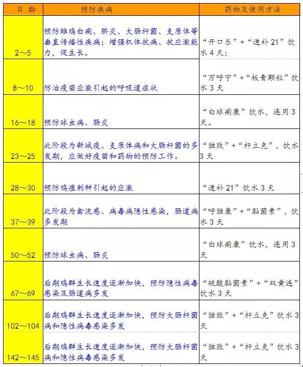 养鸡小妙招：雏鸡饲料加蒲公英，鸡群生病不用愁