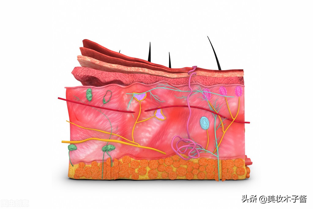 怎样检测自己的肤质,如何检测自己什么肤质软件