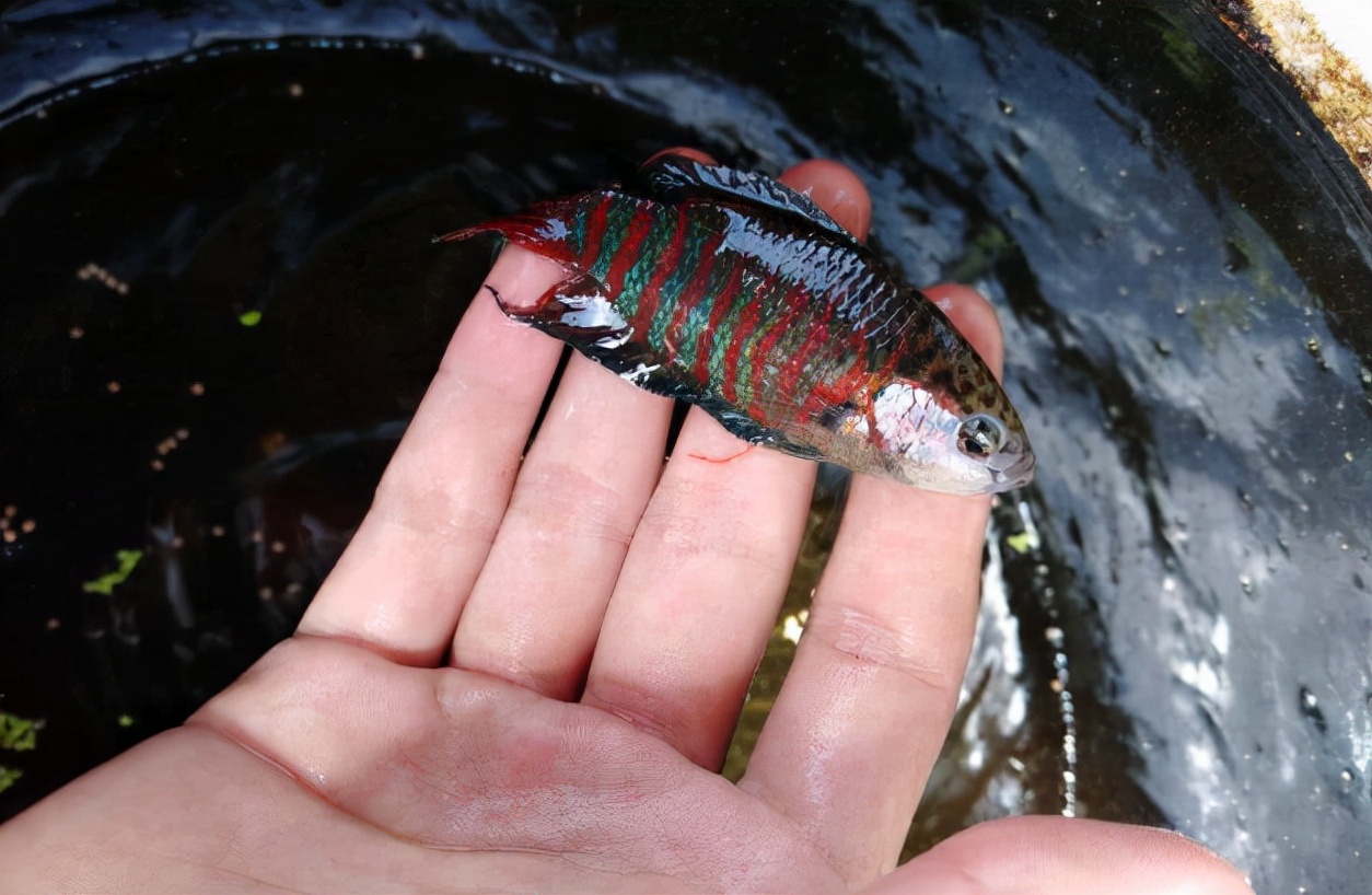 菩萨鱼：小杂鱼中的“古惑仔”，个小却爱打架，目前1条10元