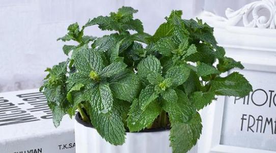 什么薄荷适合盆栽养殖呢,家养薄荷养殖方法