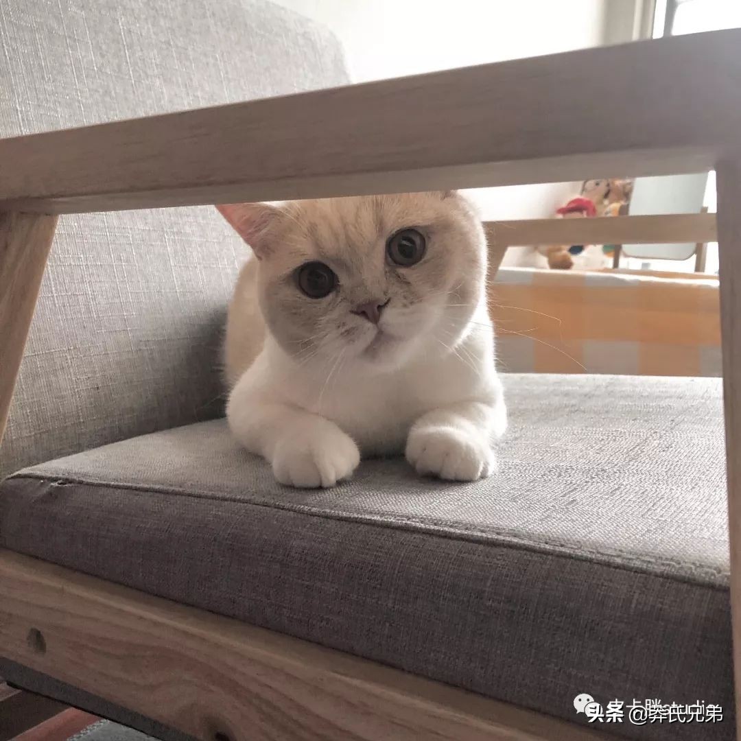 可爱小奶猫刚生出成长日记,一只小奶猫的成长过程