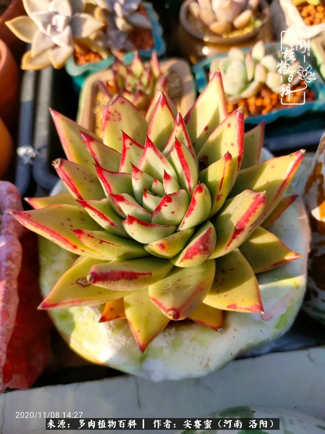 现在是多肉最美的季节,多肉最美的季节来啦