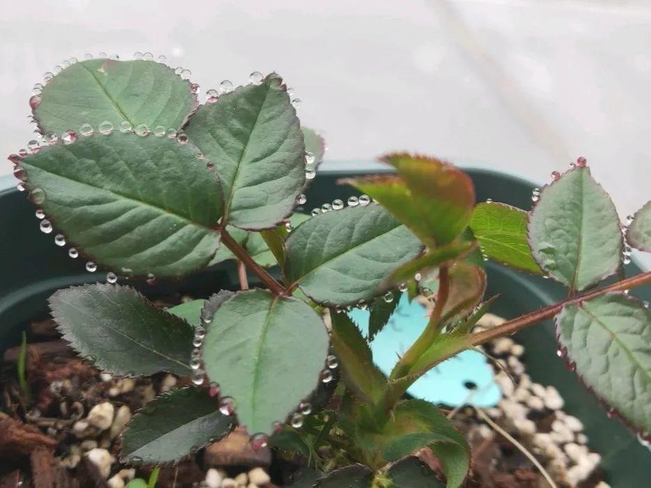 花叶子冒水珠怎么养,花叶子哗哗掉