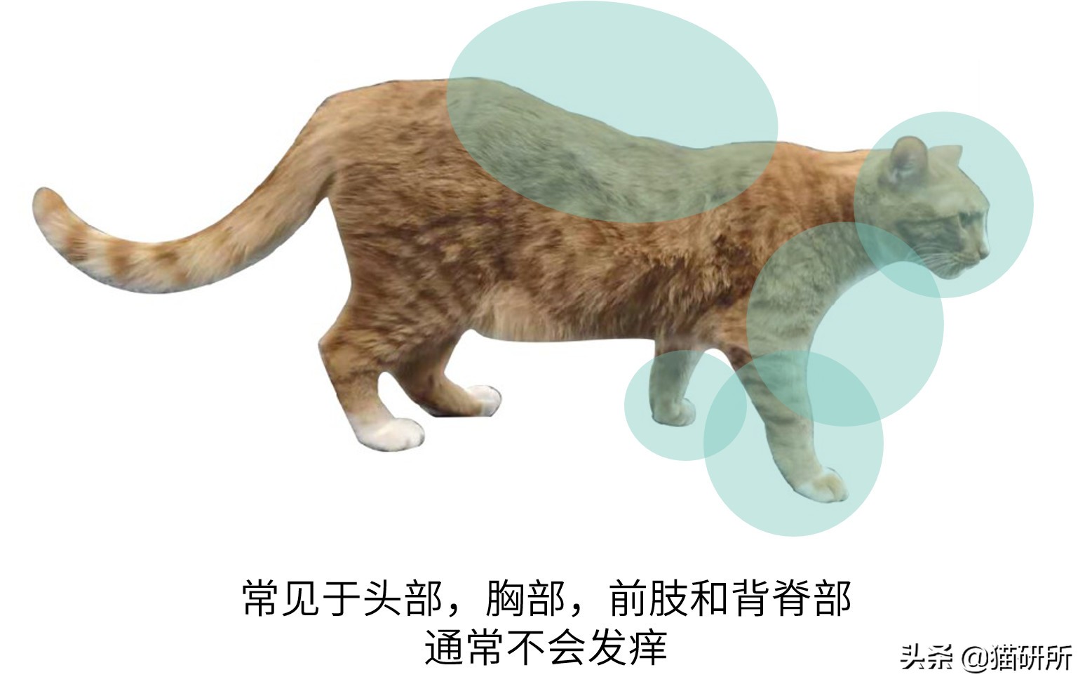 你们的猫咪猫癣怎么治好的,亲身经历的猫癣怎么治