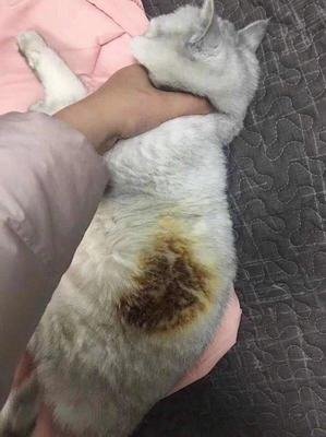 猫咪外伤用什么药好得快,猫咪急救小常识