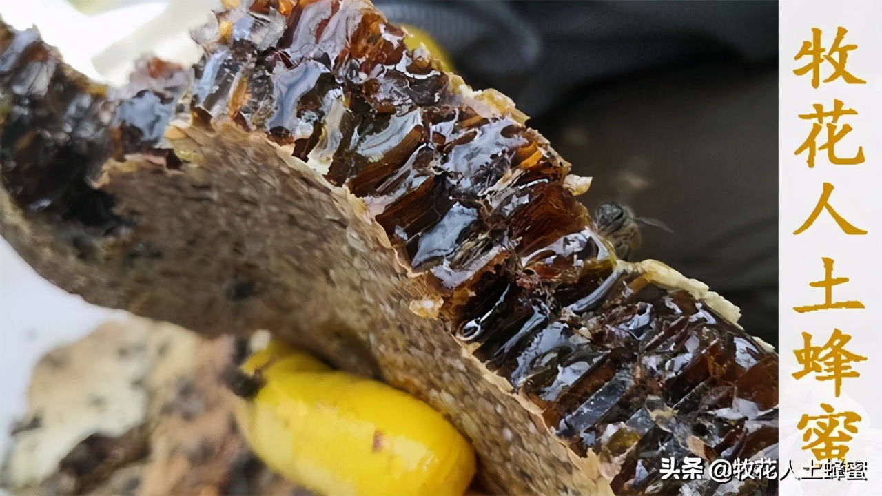 正宗土蜂蜜的价格是多少,土蜂蜜的价格农家