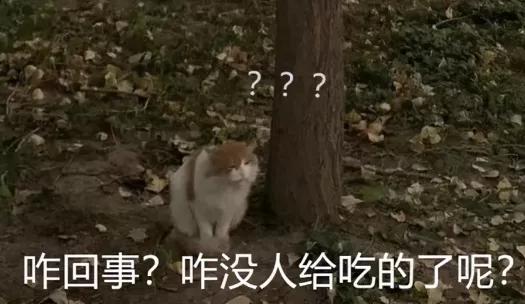 宿舍为什么不可以养猫,该不该在宿舍养猫