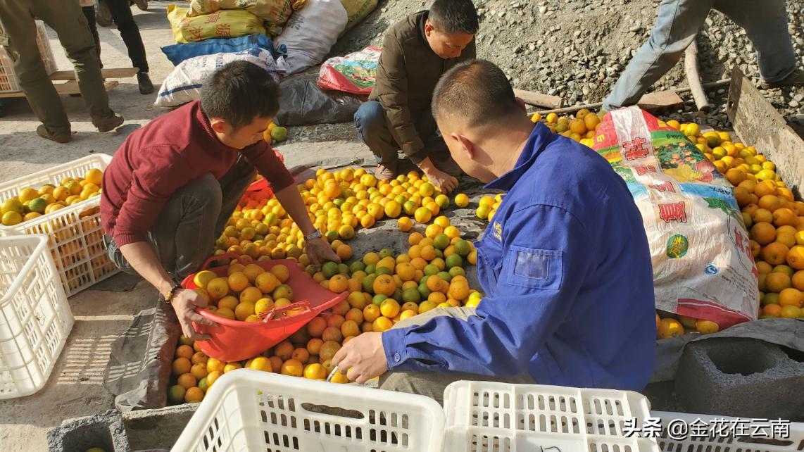 临近年关吃东西容易上火，就让这款小甜橙拯救一下