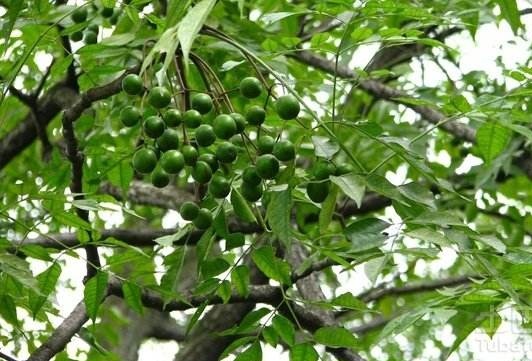 川楝子药性归经,川楝子的功效与作用及配伍效用