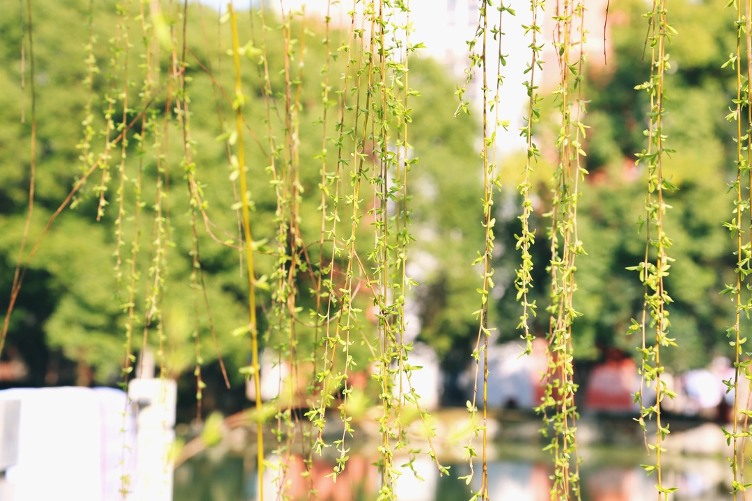 关于招生问答的解说,外院招生简章