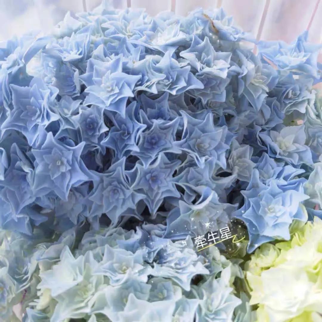 一加仑绣球长几年能长大,绣球扦插苗如何让其快速长大