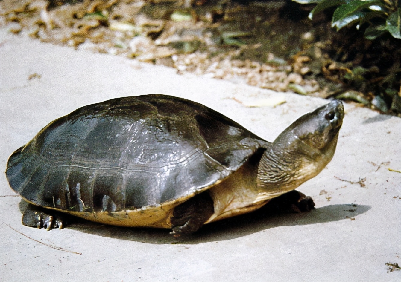 各种龟类图片大全大图,龟类展示会