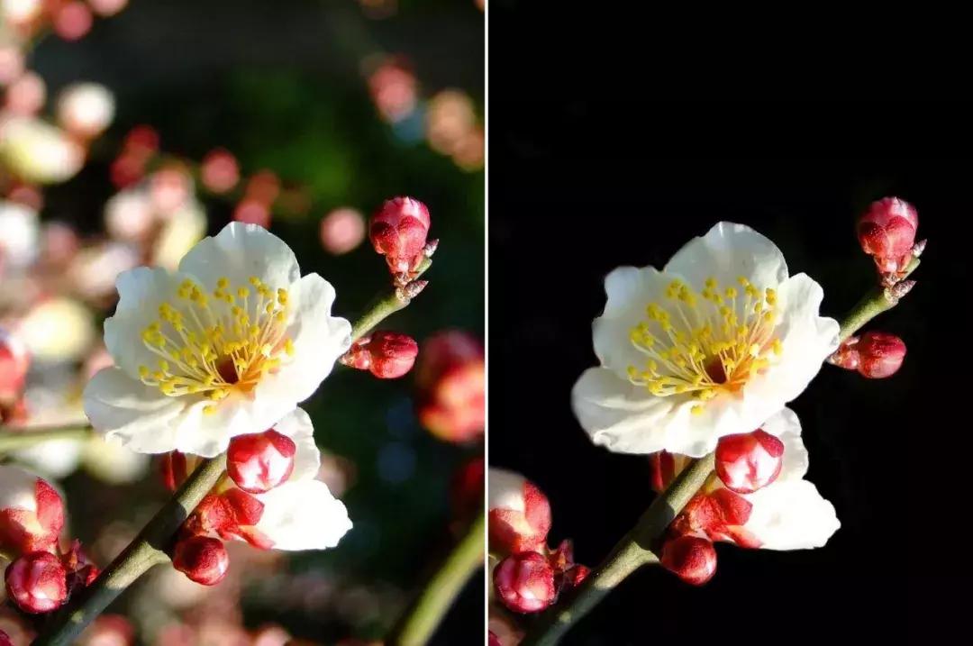 手机也能拍出黑背景，在家就能拍出摄影棚的感觉