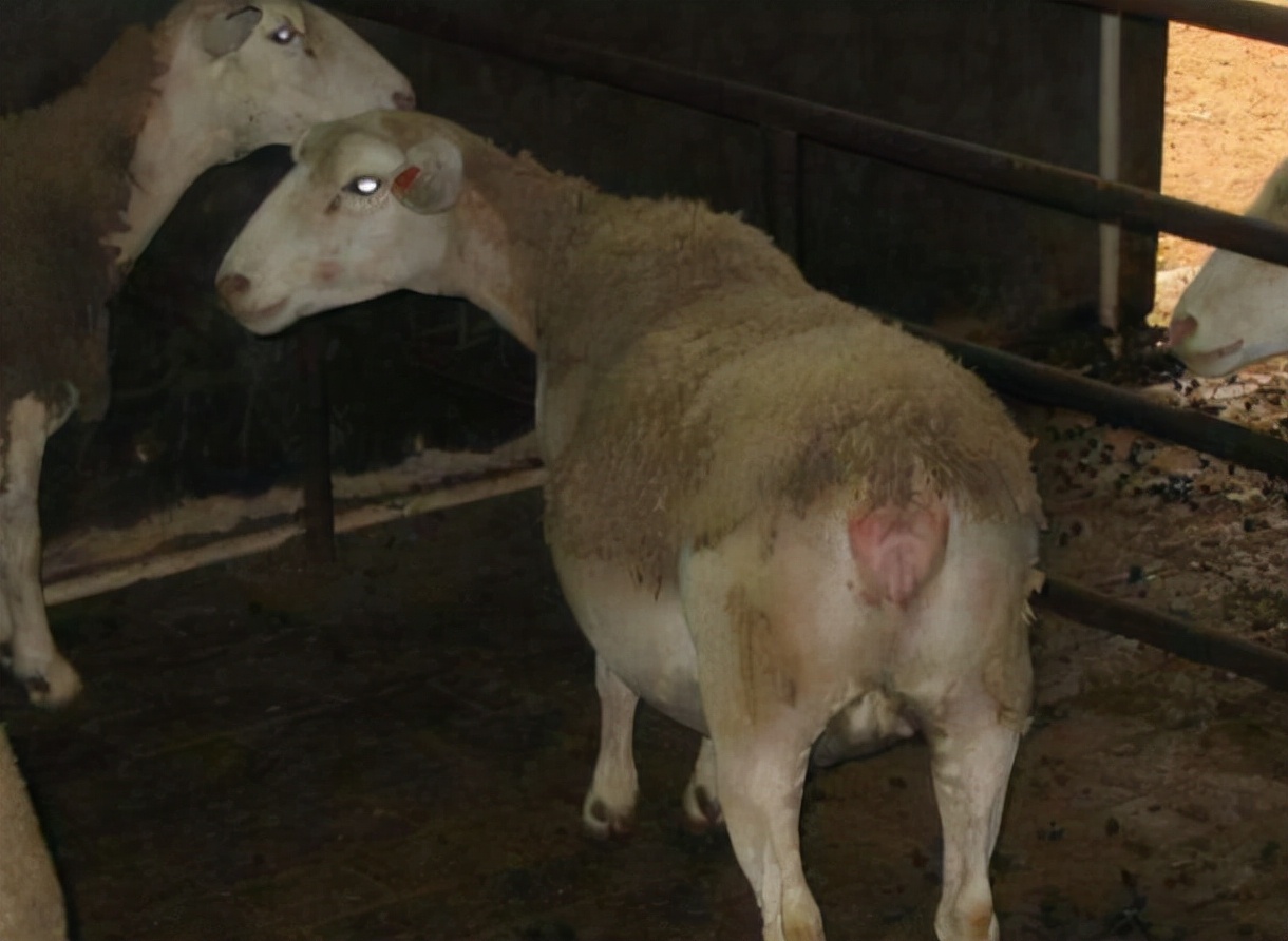 母羊流产后如何处理,母羊流产了怎么给母羊保健