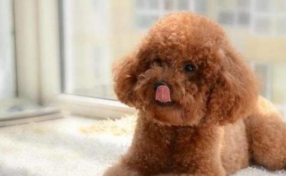 泰迪犬为何总爱舔人？它只是想告诉你这5件事，希望每个主人都懂