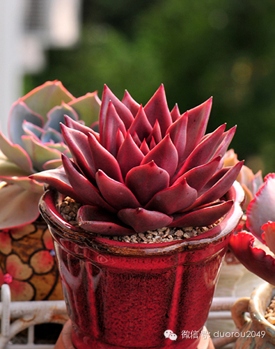 适合云南养的多肉,云南露养最好养活的多肉