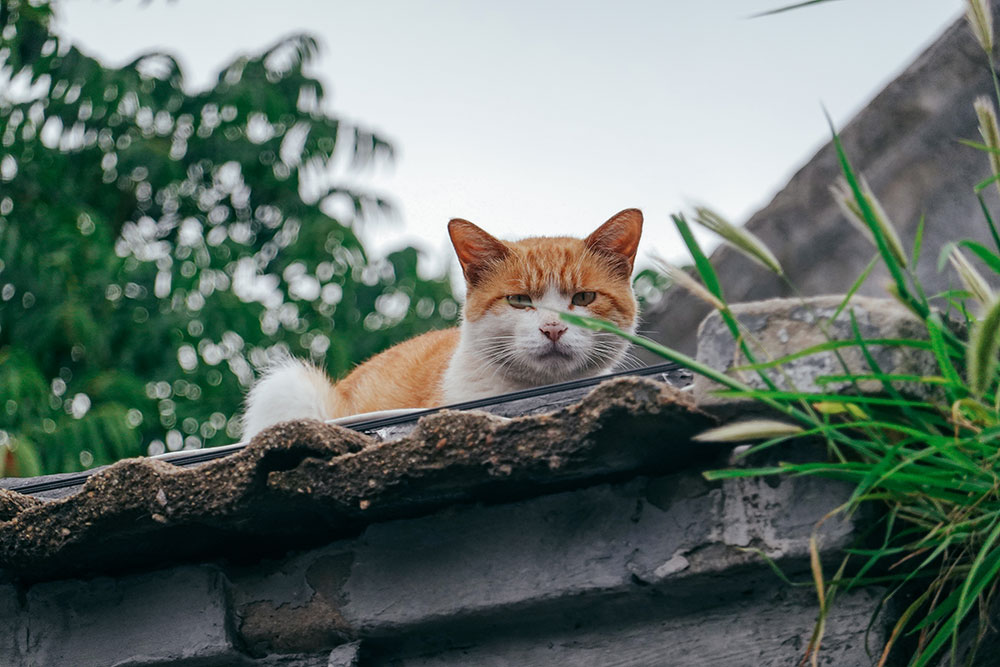 索尼rx100vii功能如何,索尼黑卡rx100一代拍摄视频怎么样