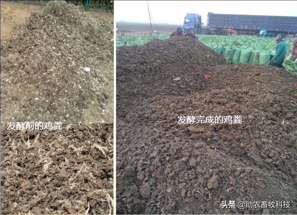 养鸡场鸡粪环保处理方法,养鸡场鸡粪污染治理设施